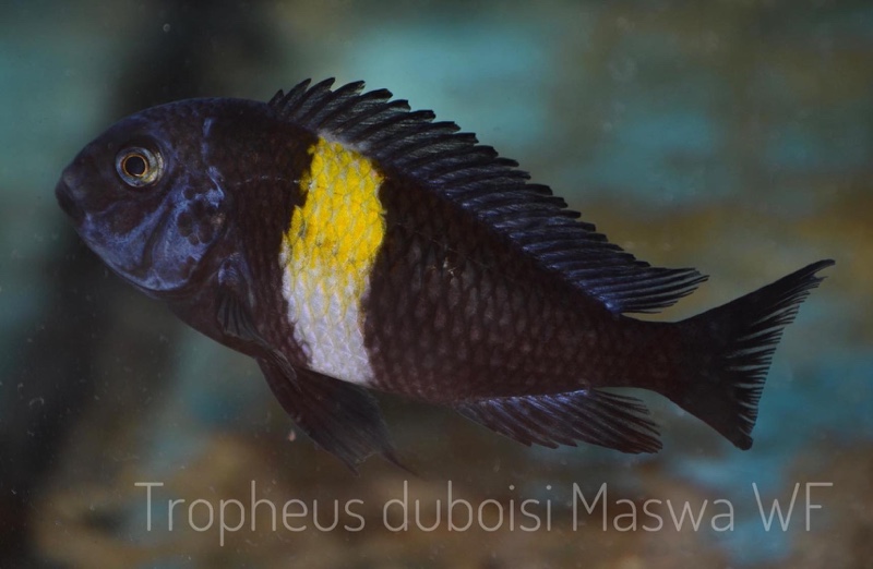 Tropheus duboisi 'Maswa'